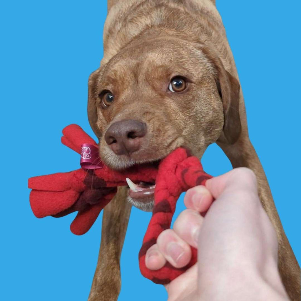 3-in-1 Dog Enrichment Tube: Tug Toy, Treat Puzzle & Snuffle Ball