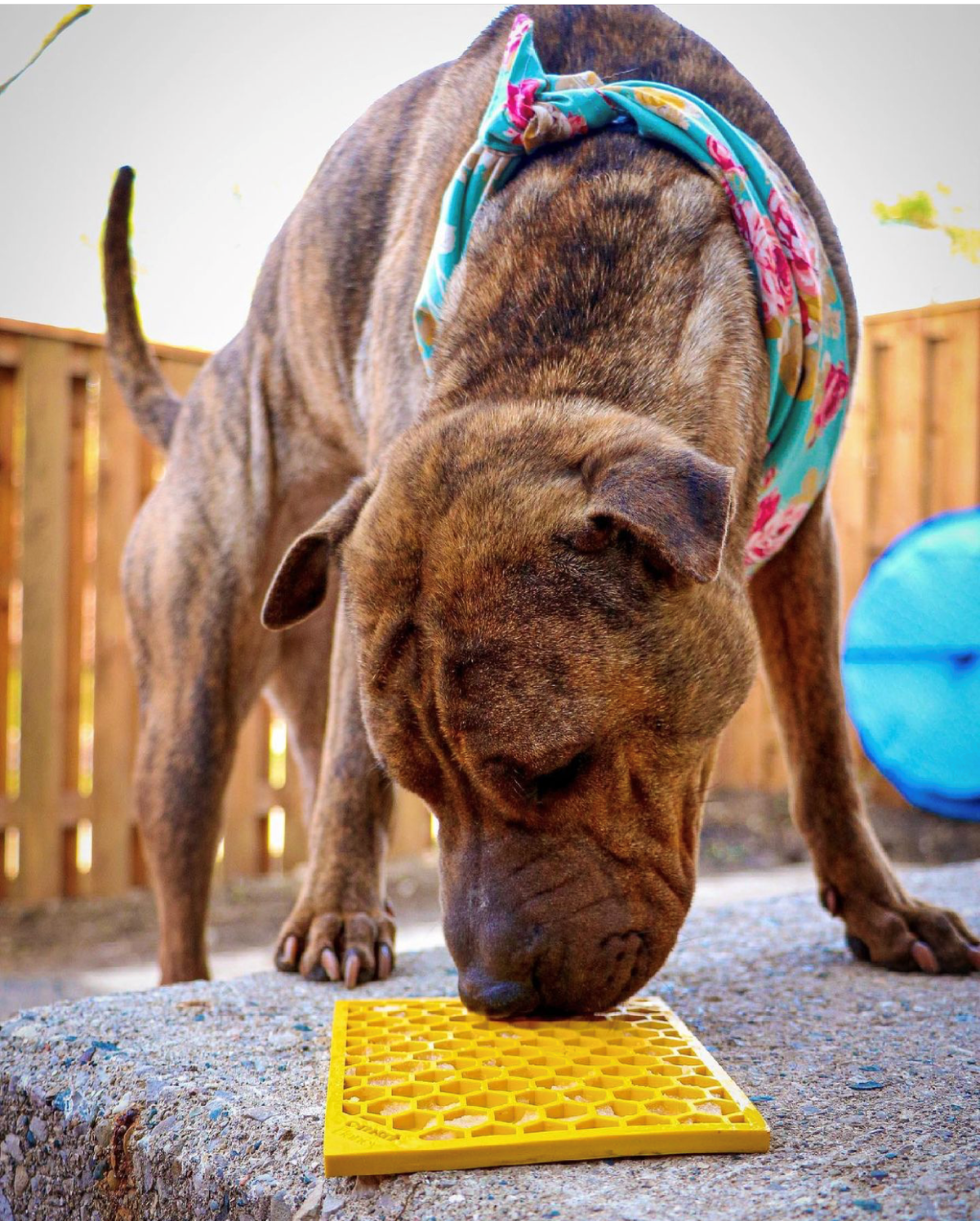 SodaPup Honeycomb eMat for Dogs & Cats