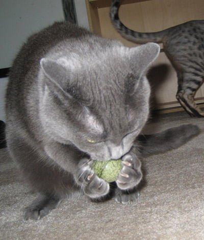 Pawbreakers Bonkas Catnip Ball